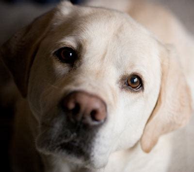 Veel Voorkomende Oorzaken Van Plotseling Overlijden Bij Honden Presstorms