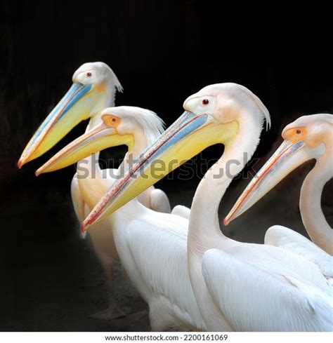 22 Sukhna Lake Birds Images, Stock Photos & Vectors | Shutterstock