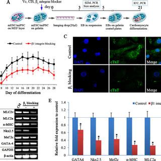 Expression Patterns Of Collagen And Integrins During Eb Formation A