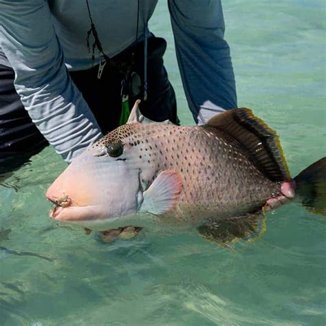 Christmas Island Fly Fishing Telluride Angler Travel