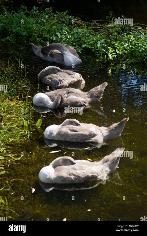 Five Mute Swan Cygnets Stock Photo - Alamy