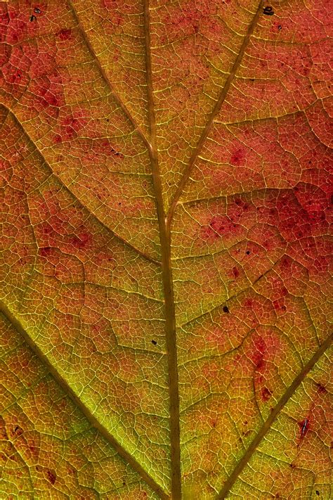 Hoja venas macro otoño Fondo de pantalla de teléfono HD SmartResize