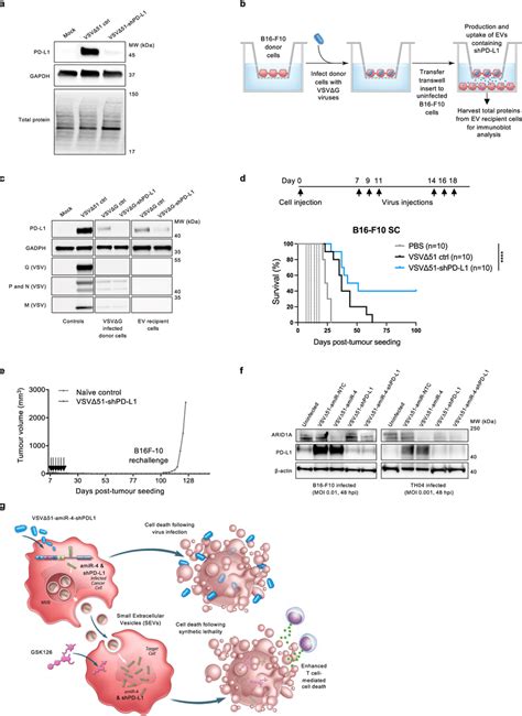 An Ov Targeting Pd L1 Via Extracellular Vesicle Delivery Of Shpd L1