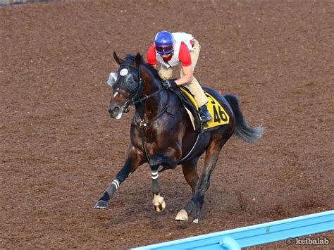 【オールカマー】注目の秋初戦を迎えるレイデオロら関東馬6頭の1週前追い切りコメント 競馬ニュース 競馬ラボ