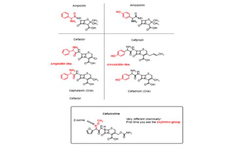 Principles Of Antimicrobial Therapy Flashcards Quizlet