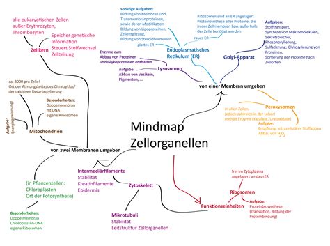 Zellorganellen In Der Bersicht Zytologie