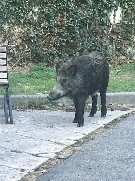 Troppi Cinghiali Tra Borgo Venezia E Montorio Pericolo Per La