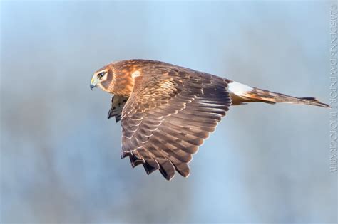 Marsh Hawk – dennisdavenportphotography.com