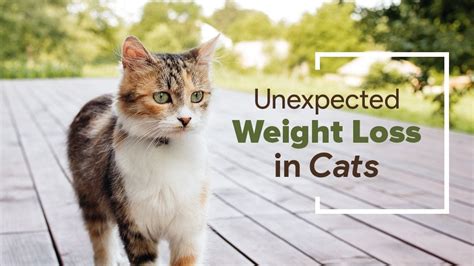 Unexpected Weight Loss In Cats 7 Causes Treatment Advice