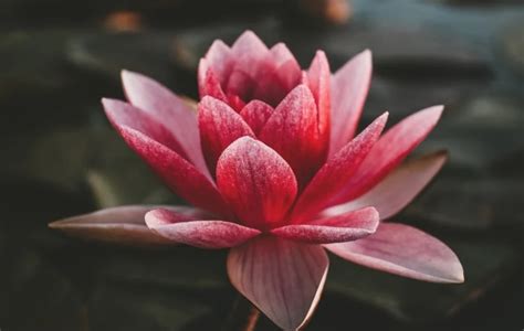 Meaning Of Lotus Flower In Indian Culture Best Flower Site