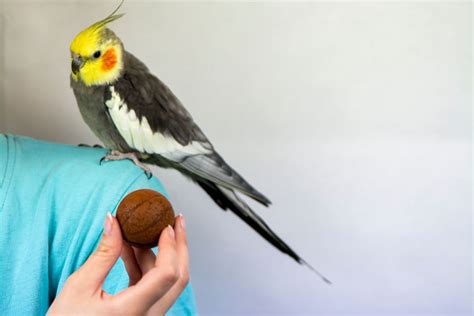 Calopsita Conhe A Mais Sobre Essas Aves Cativantes E Como Cuidar Delas