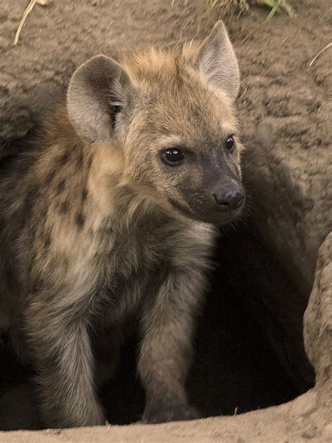 Baby Spotted Hyena