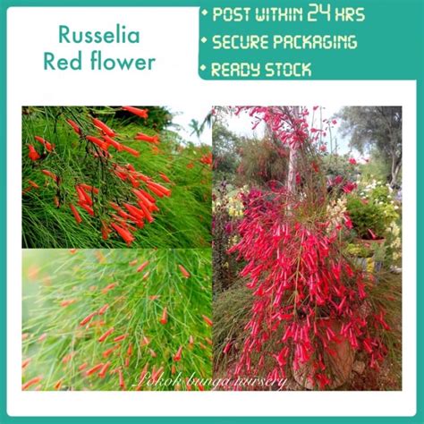 Pbn Firecracker Plant Red Flower Pokok Bunga Nursery Russelia