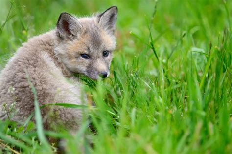 Baby silver fox stock photo. Image of cute, beast, grass - 94191772