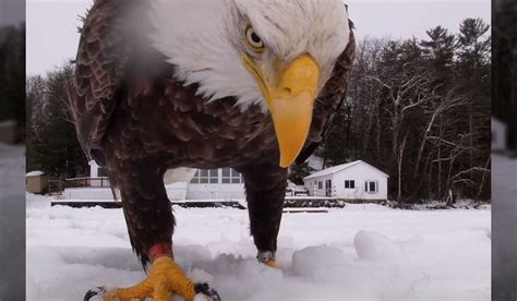 Video Bald Eagle Swoops In For Close Up Steals Ice Fisherman S Catch