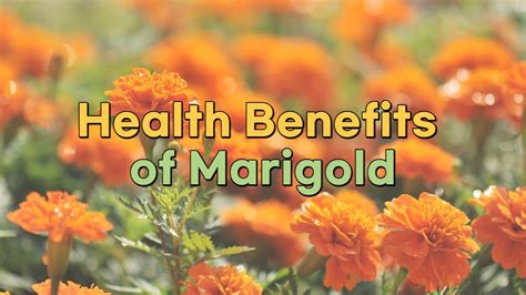 Health Benefits Of Marigold Youtube