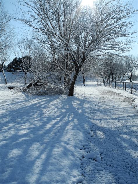 Fotos Gratis Rbol Naturaleza Bosque Al Aire Libre Rama Fr O