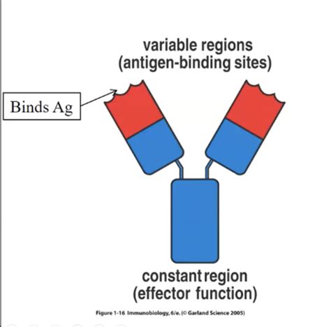 Lecture Antibody Structure And Function Me Flashcards Quizlet