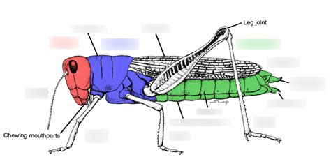 Lab 2 Diagram: Insect Body Plan Diagram | Quizlet