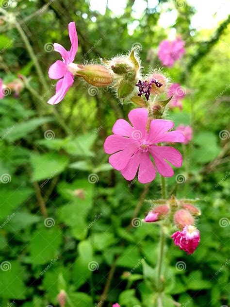 The Most Beautiful Pink Ever Stock Image Image Of Nature Beautiful 278546043