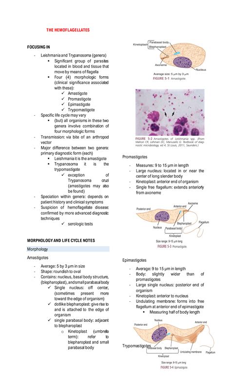 The Hemoflagellates 1 1 3 The Hemoflagellates Focusing In Leishmania