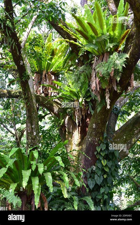 Epiphytic ferns hi-res stock photography and images - Alamy