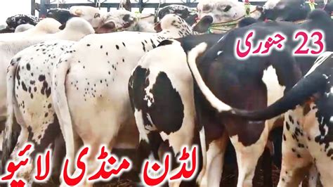 Luddan Mandi Live For Qurbani Cholistani Sahiwal Bachre Global