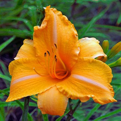 Daylily Ruffled Apricot Hemerocallis Hardy Perennial Vivaces