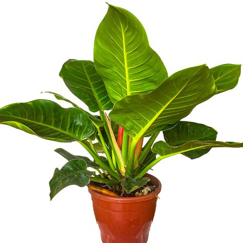 Philodendron Lua Clara P Spagnhol Plantas Ornamentais Loja Virtual