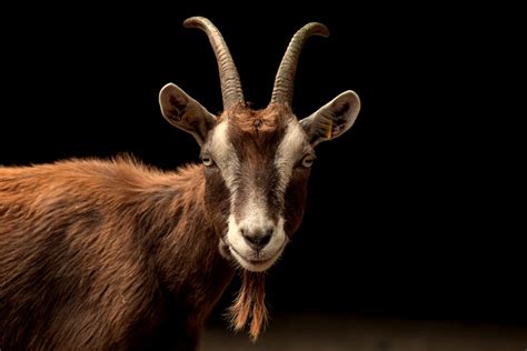 100 Goat Images Download Free Pictures On Unsplash