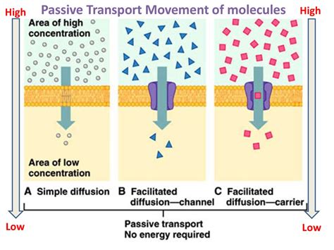 Types Of Passive Transport