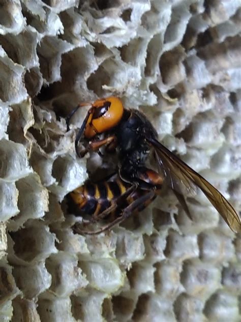 スズメバチの毒針を抜くこと、切ることについて一考 静岡県西部の蜂駆除専門家「ふくろう」