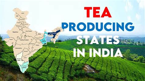 Top Tea Producing States In India 2024