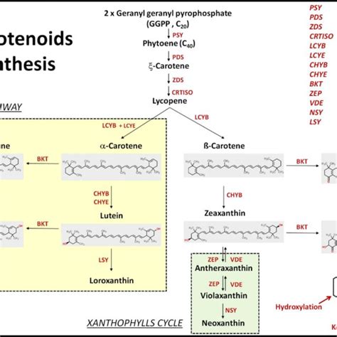 Biosynthetic Pathways Of Carotenoids And Ketocarotenoids In