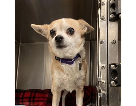 Quakertown Pa Chihuahua Meet Lucy A Pet For Adoption