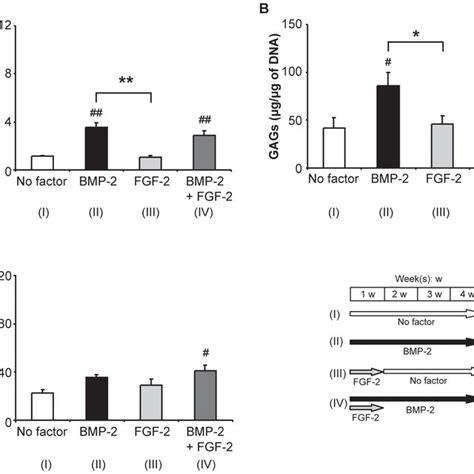 Influence Of Fgf 2 On The Bmp 2 Induced Accumulation Of Gags In