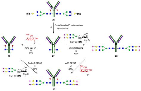 Designer α1 6 Fucosidase Mutants Enable Direct Core Fucosylation of