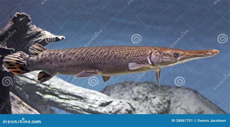 Shortnose Gar Lepisosteus Platostomus Stock Photo Image 38867701