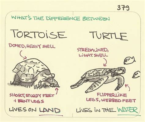 What’s The Difference Between A Tortoise And A Turtle ช้าง