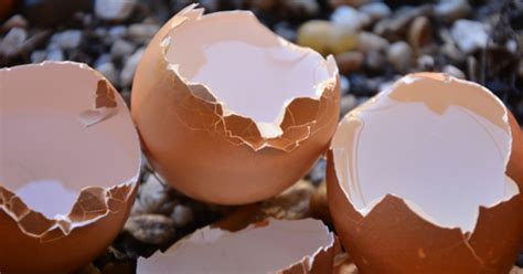 Think Twice Before Throwing Out Your Eggshells Here S Brilliant