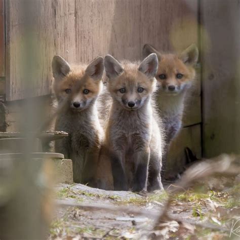 Baby Red Fox