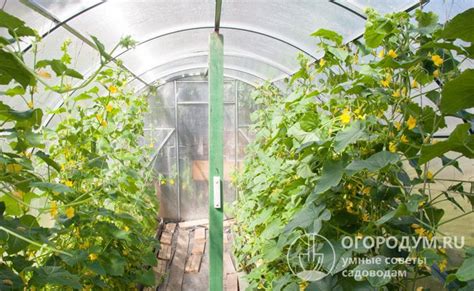 Огурец Маша F1: отзывы, описание сорта, фото и характеристика