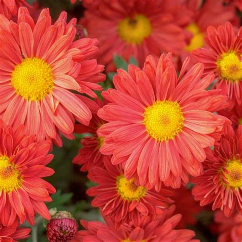 Spring Hill Nurseries 4 In Pot Red Daisy Mammoth Mum Chrysanthemum