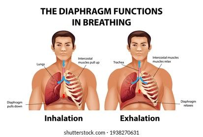 Diaphragm Functions Breathing Illustration Stock Vector (Royalty Free ...