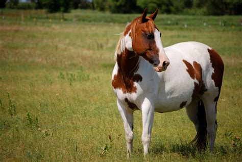 Black And White Paint Horse Wallpaper