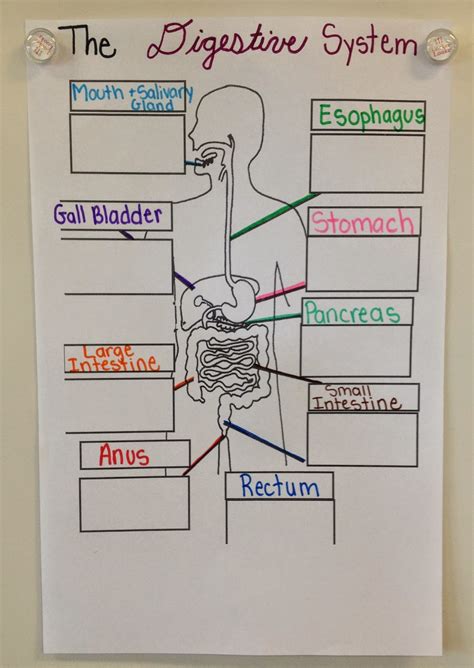 Diagram Of The Respiratory System For 5th Grade Respiratory