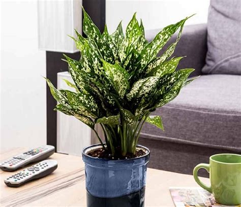 Cara Menanam Aglaonema Dengan Hidroponik