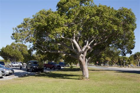 Parking Lot Gumbo Limbo | ClipPix ETC: Educational Photos for Students ...