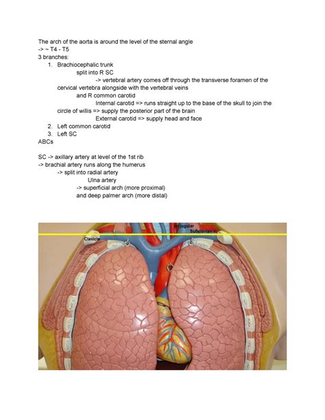 Thorax Cross Sectional Anatomy The Arch Of The Aorta Is Around The