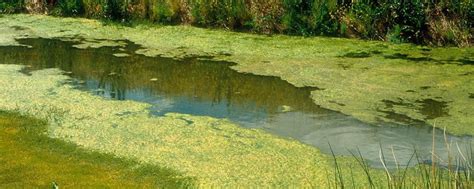 4 Different Types Of Pond Algae (With Pictures) | Aqua Movement